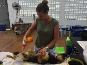 vet