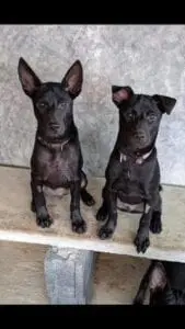 Nevil and Sirius as pups at LAW