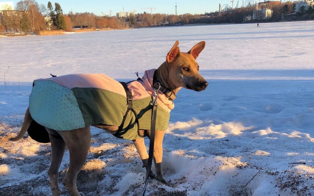 Rescue dog Squeak enjoying snow