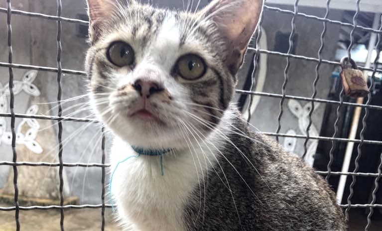 Talay Lanta Animal Welfare