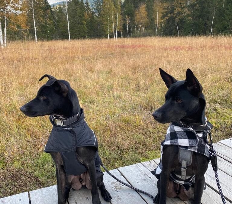 Brothers-in-paw: It was meant to be – how Nevil and Sirius met again