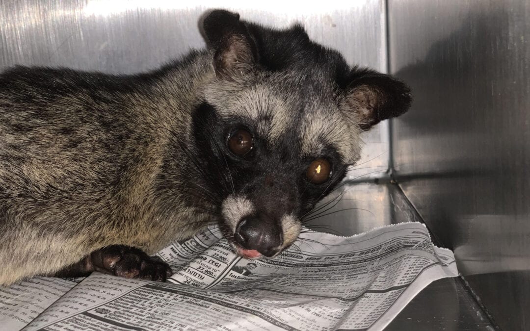 Civet Service: How LAW is trying to get a wild cat back on his feet