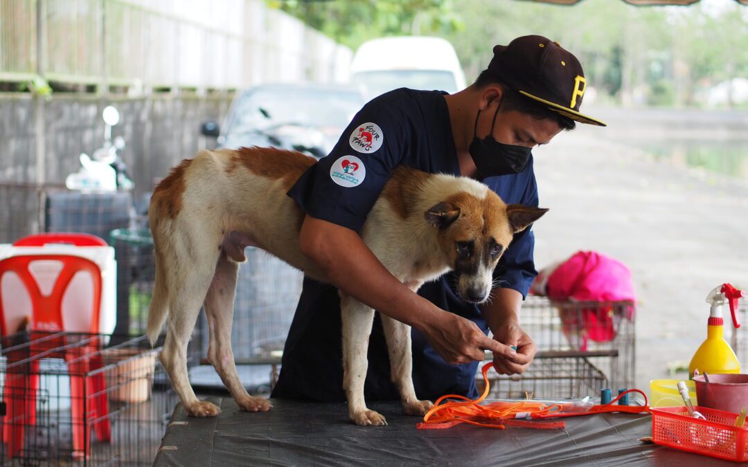 Life changers: How LAW and Four Paws are ending suffering in Trang